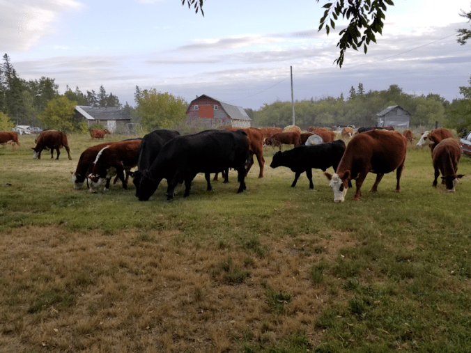 20180906.cows3