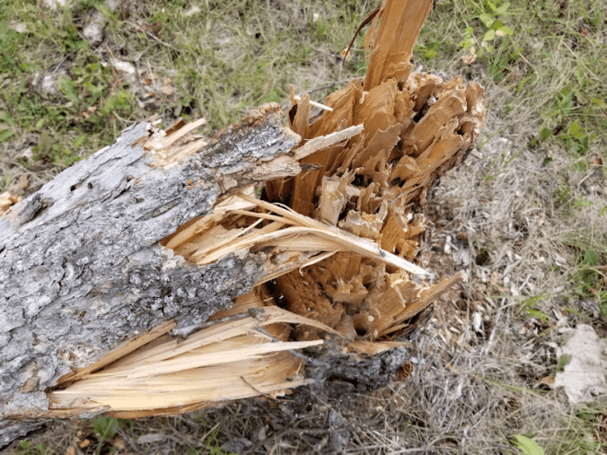 20180907.downed.tree