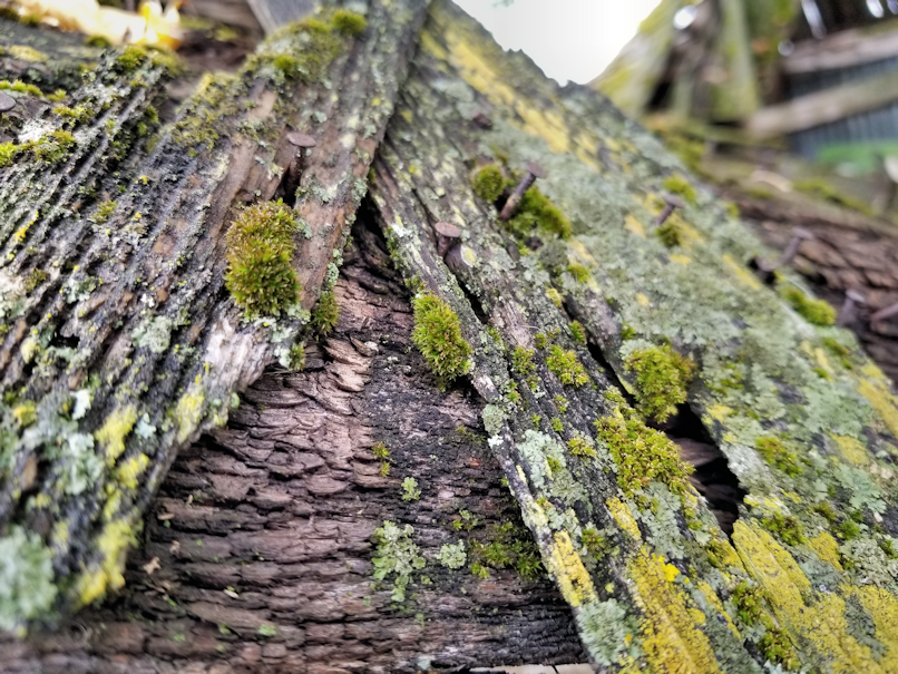 20180908.oldroof.moss