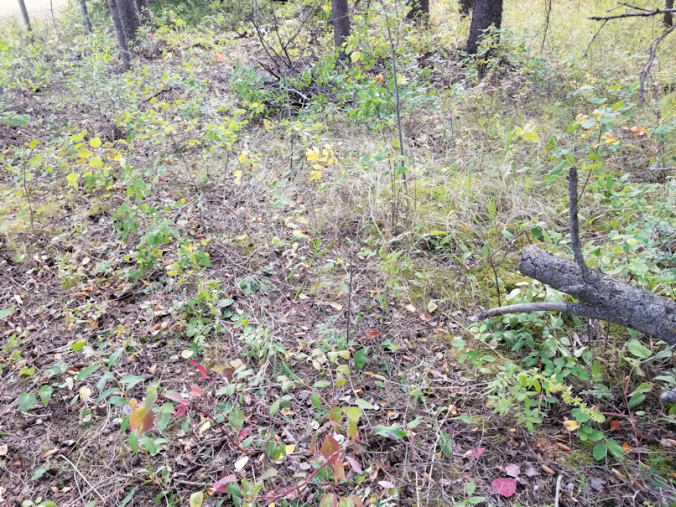 20180910.cleanup.sprucegrove.fenceline.buring.fallen.tree.after