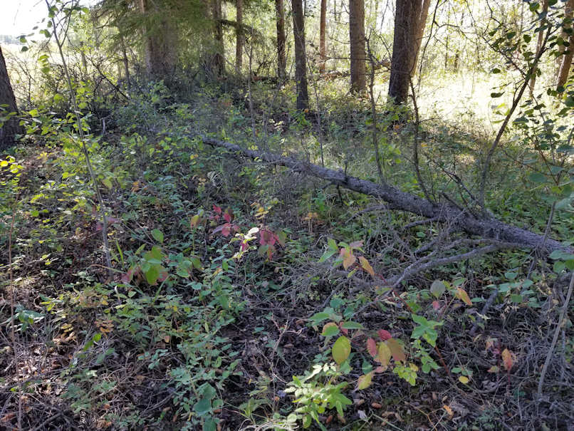 20180910.cleanup.sprucegrove.fenceline.buring.fallen.tree.before