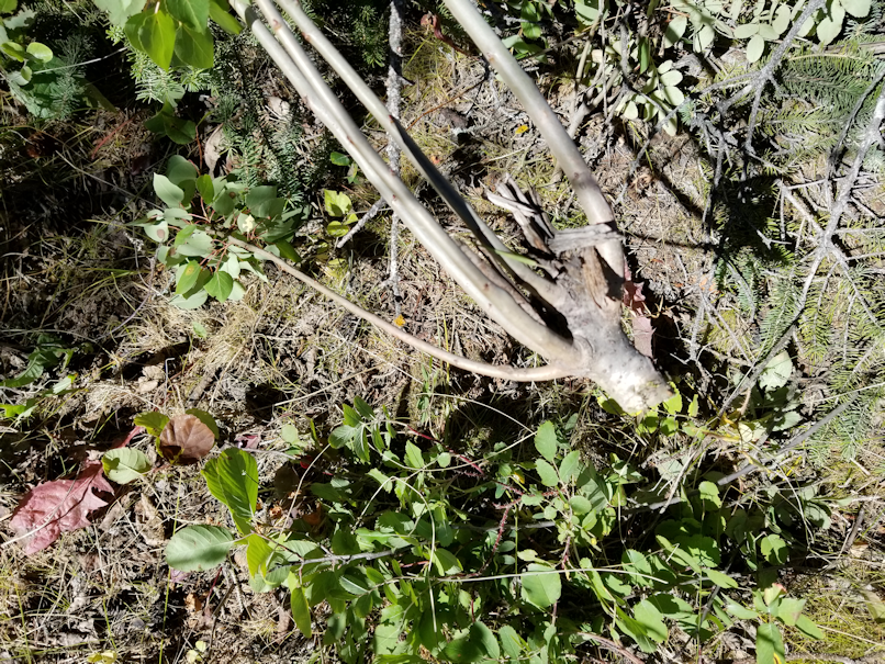 20180910.cleanup.sprucegrove.fenceline.during.bits