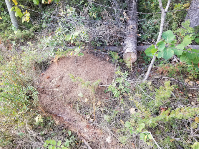 20180910.cleanup.sprucegrove.fenceline.during.dead.anthill