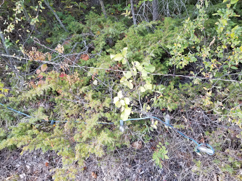 20180910.cleanup.sprucegrove.fenceline.during.lights.brokenfence.1