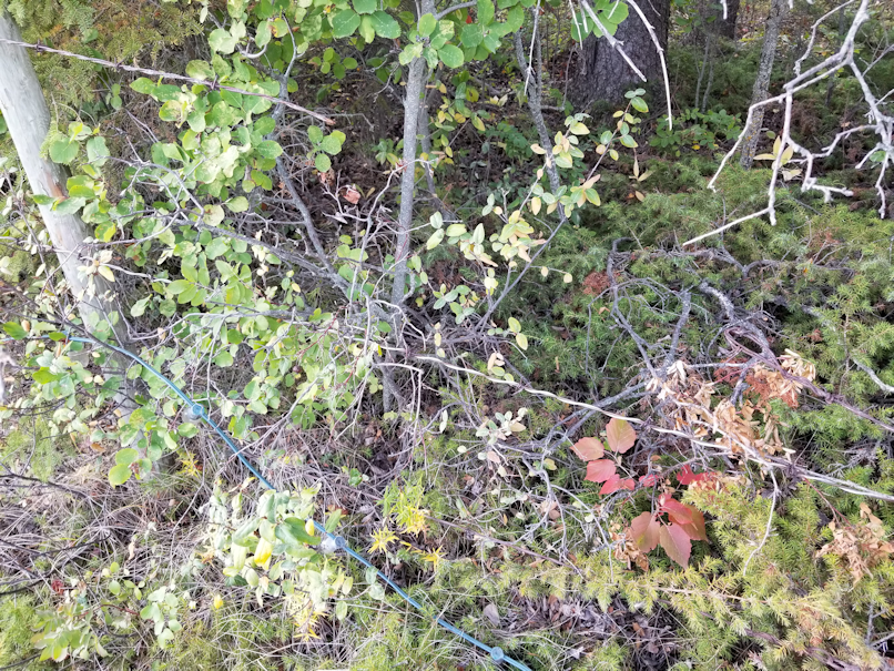 20180910.cleanup.sprucegrove.fenceline.during.lights.brokenfence.2