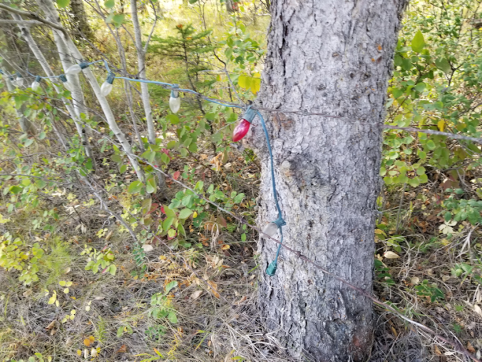 20180910.cleanup.sprucegrove.fenceline.during.lights.end.2