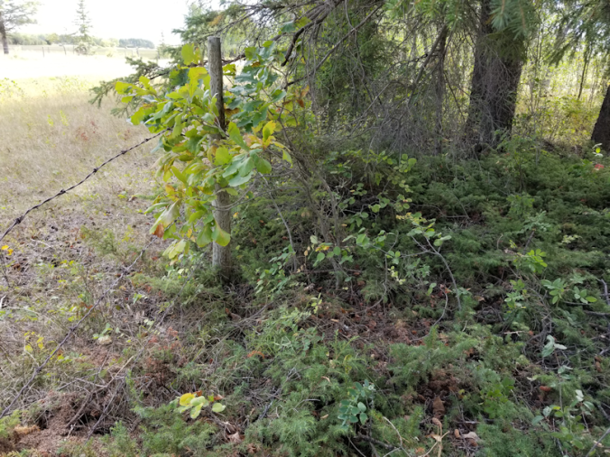 20180910.cleanup.sprucegrove.fenceline.oaks