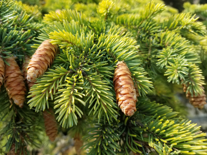 20180911.spruce.trwigs.and.cones