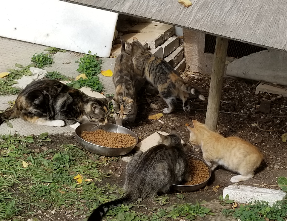 20180912.2moms.3kittens