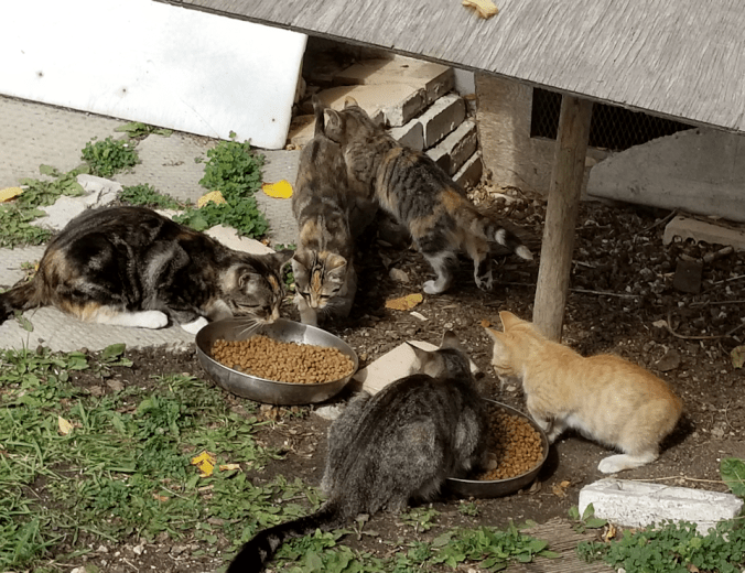 20180912.2moms.3kittens