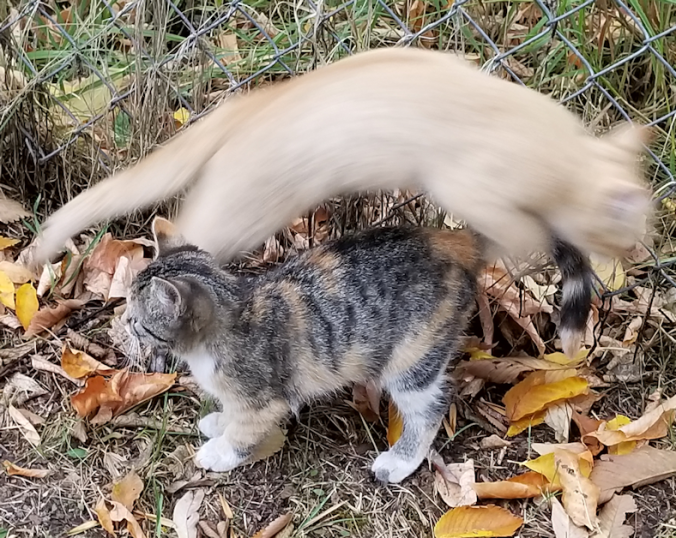 20180913.leaping.kitten