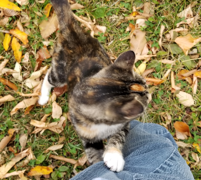 20180913.leg.climbing.cat