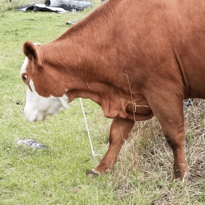 20180913.limping.cow