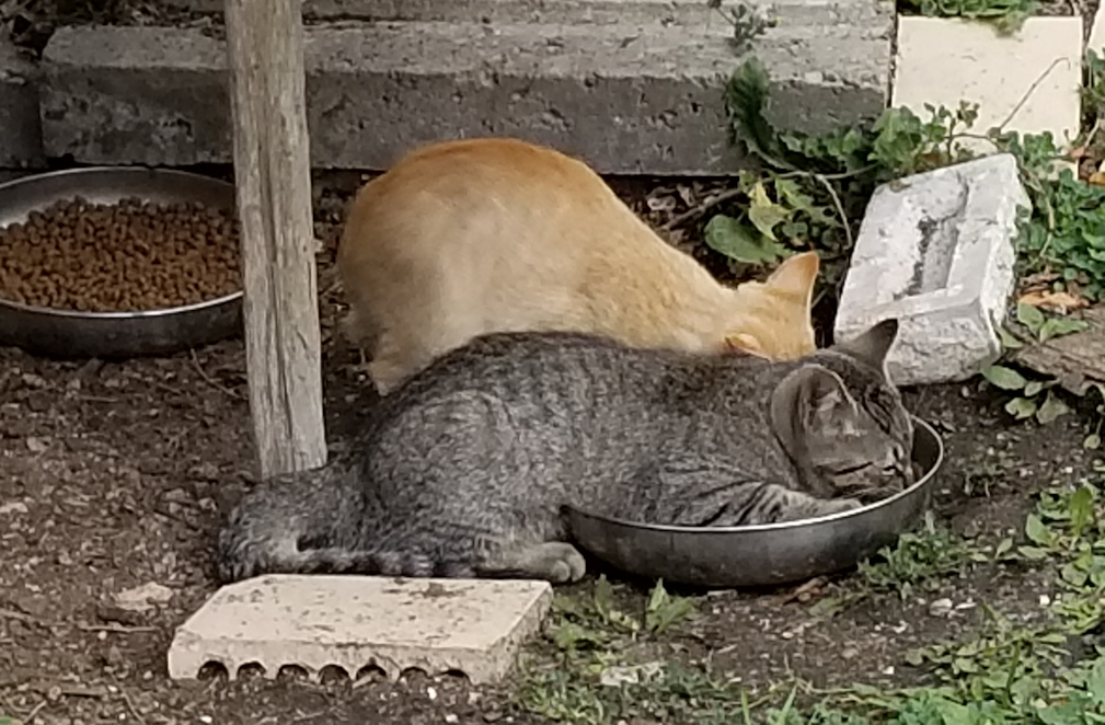 20180914.kittens.eating