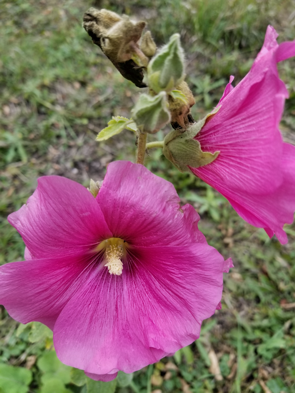 20180914.still.blooming