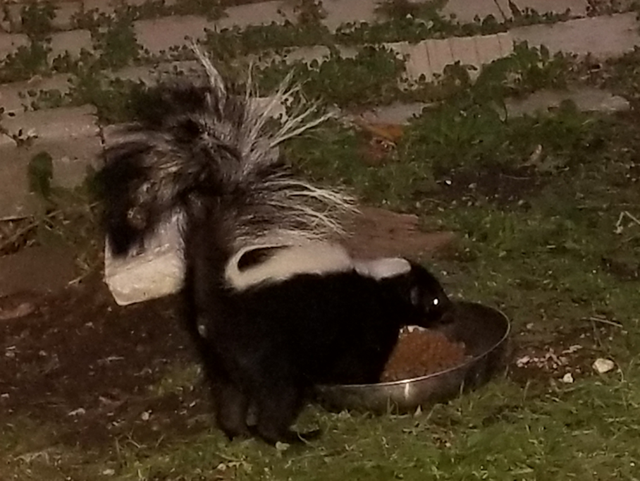 20180915,skunk