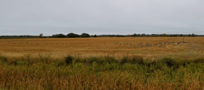 20180916.geese.in.field.cropped.50%
