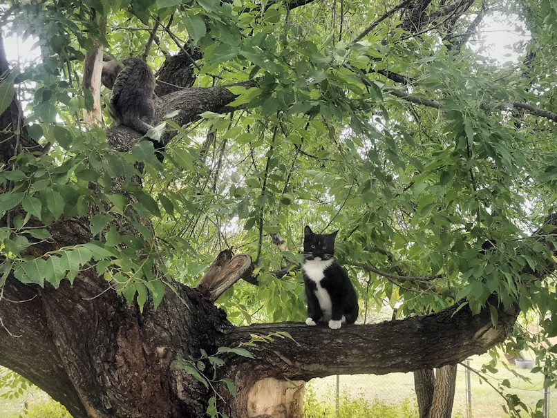 20180917.tree.kittens