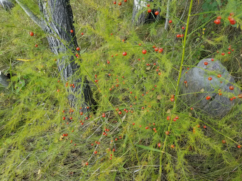 20180919.cleanup.sprucegrove.fenceline.at.gate.asparagus