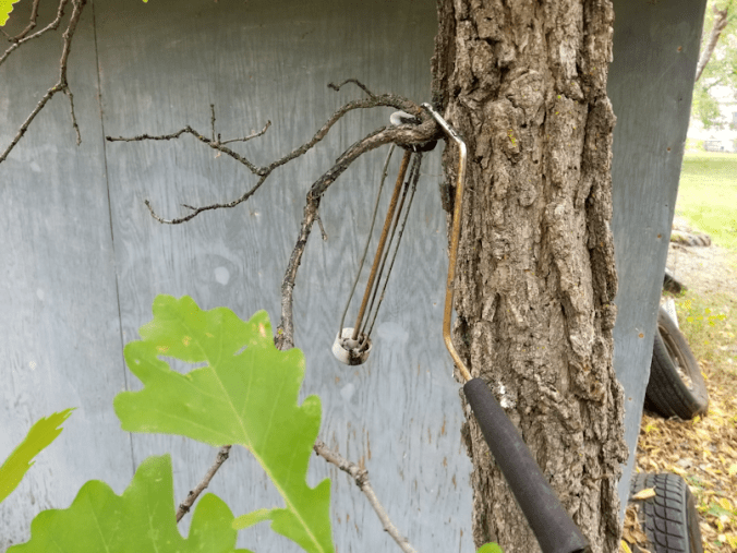 20180920.paint.roller.tree