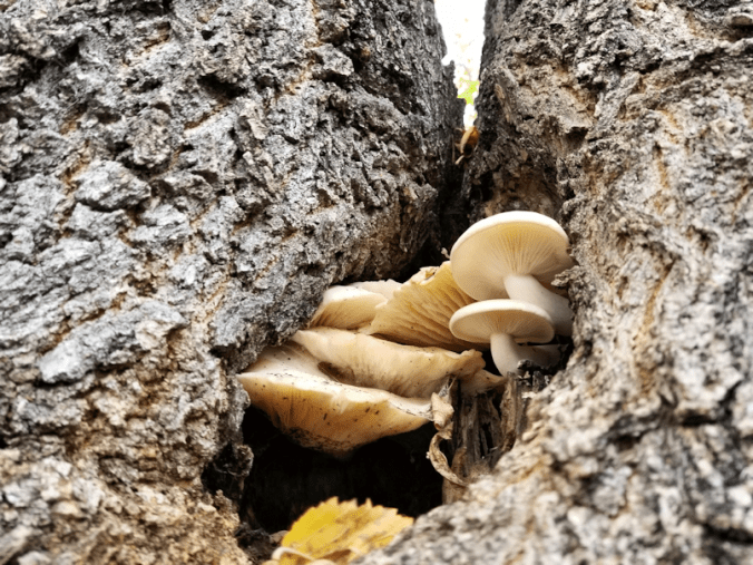 20180920.tree.shrooms