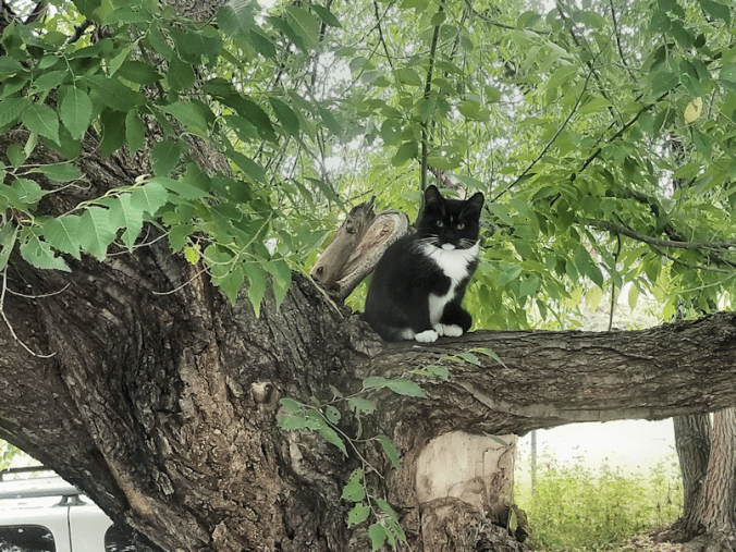 20180920.watching.cat