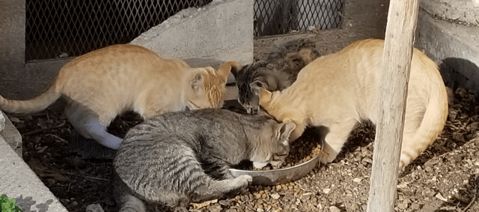 20180921.four.kittens.eating.1