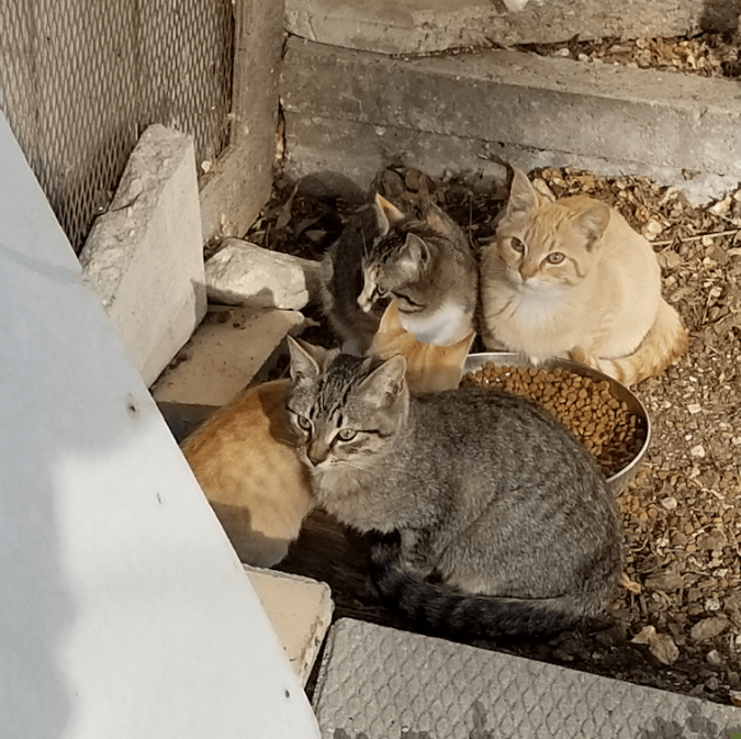 20180921.four.kittens.eating.2