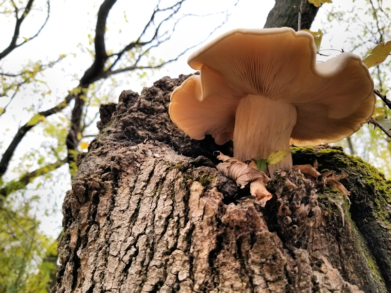 20180922.big.tree.shroom