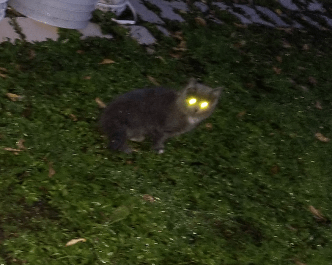 20180923.strange.kitten