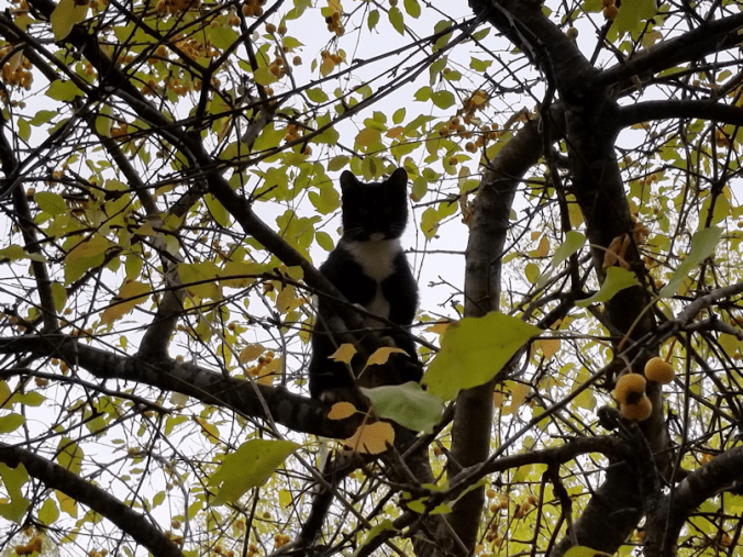 20180924.kitten.above