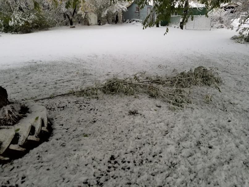 20181003.chinese.elm.branch