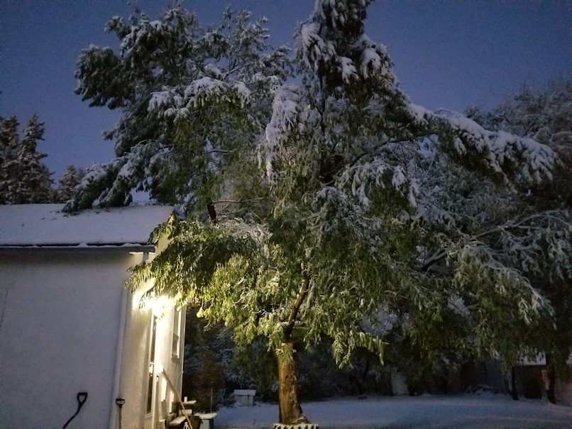 20181003.chinese.elm.tree