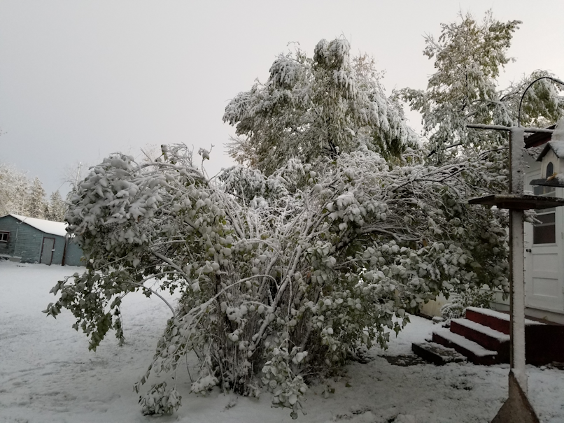 20181003.drooping.lilacs