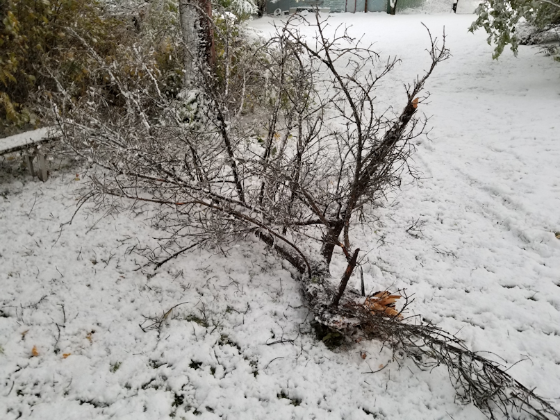 20181003.fallen.spruce