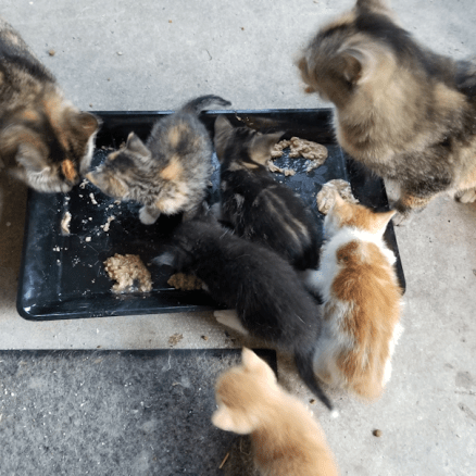 20190531.feeding.time