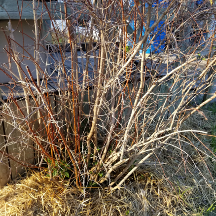 20190531.mock.orange.semi-survival