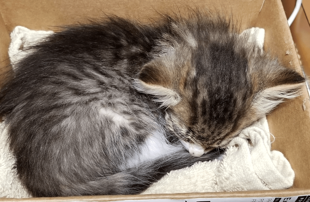 This image has an empty alt attribute; its file name is 20190709.box_.baby_.png