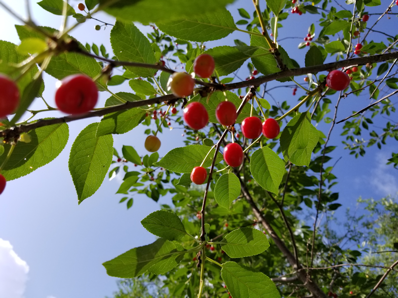 Ripening Cherries | The Re-Farmer
