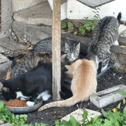 20190922.morning.cats