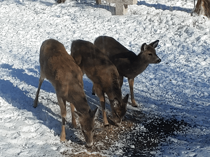 Three white tail deer.