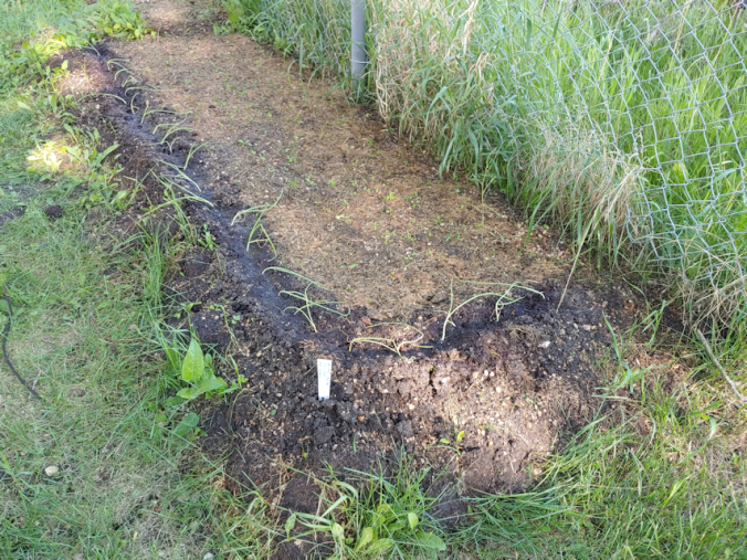 bulb onion transplants