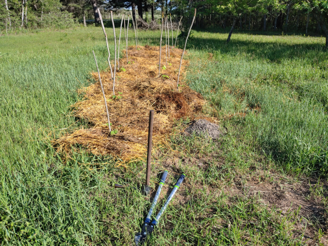 summer squash, mulched and prepped