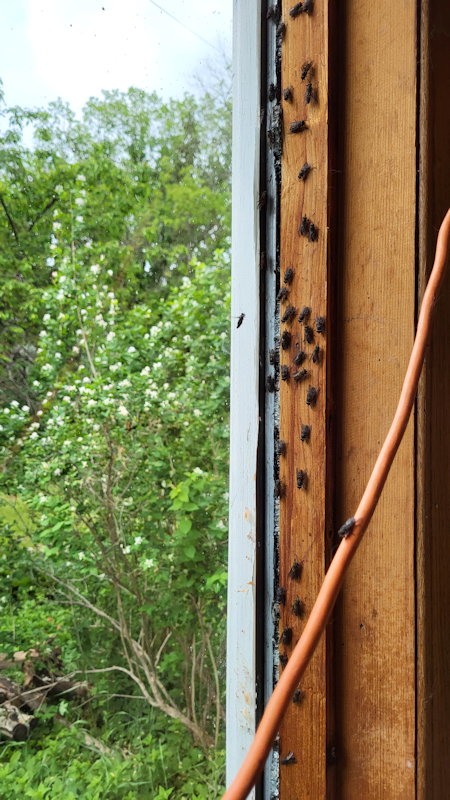 Horse flies on a window frame.