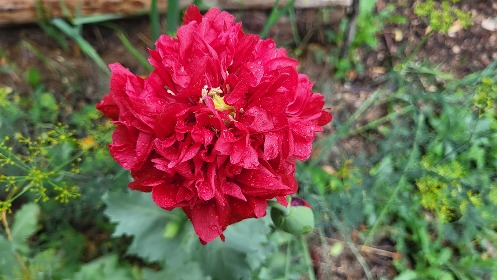 Not what we planted, and self injury? | The Re-Farmer